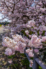 日本の春 神奈川県南足柄 一の堰ハラネ春めき桜
