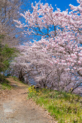 Fototapeta premium 日本の春 神奈川県南足柄 一の堰ハラネ春めき桜