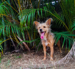 Tropical dog