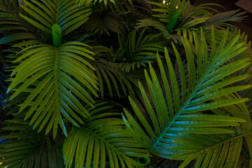 Naklejka na ściany i meble tropical leaves on dark tropical foliage nature background dark green foliage nature.