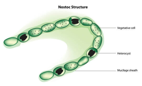 nostoc structure (nostoc anatomy)