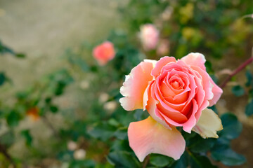 Close up beautiful tangerine and dreamy apricot roses glow in the sunny flower garden at Hamamatsu, Japan. Orange flower with blurred background. 