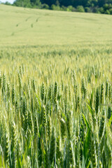 large agriculture. farmland field of organic non GMO drought and disease resistant grain crop that is densely grown and requires no pesticide, harvested each season for export