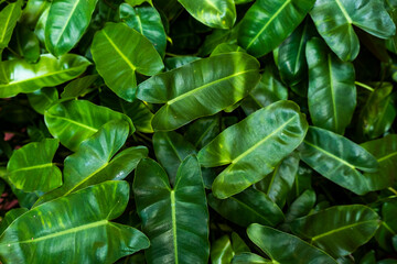 Fototapeta na wymiar tropical leaves on dark tropical foliage nature background dark green foliage nature.