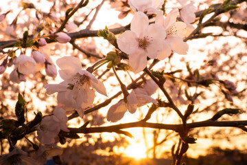 朝陽とピンク色の桜の花のアップ