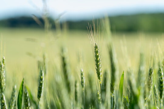 isolated shallow focus closeup of germ and grain husk of green unripe plant seed of wheat grass growing in an irrigated field of monoculture crop on acres of midwest bread basket agriculture farm land