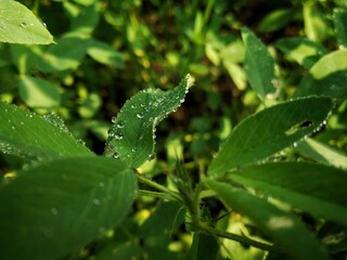 Fototapeta na wymiar Dewdrops on a leaf water drops on leaf 