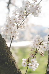 ソメイヨシノの桜の花が満開 春のお花見スポット 日本九州福岡県久留米市