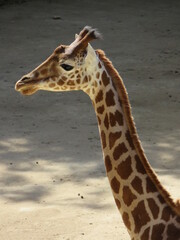 Obraz premium Giraffe