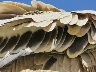 Naklejka premium Plumes de vautour