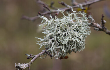 Lichen growing on tree branches.