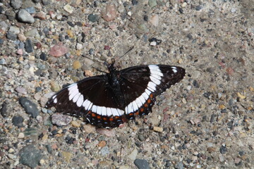 butterfly on a rock