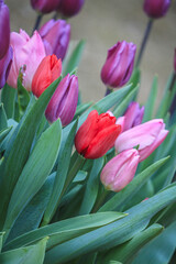  tulip flowers have bloomed in the spring garden