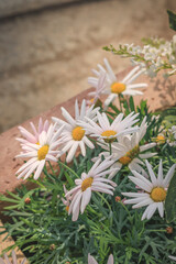 marguerite flowers in the garden