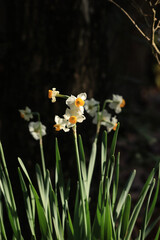 white narcissus flower in a garden