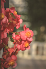 flowers in the garden