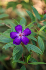 flower in the garden