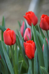 red and yellow tulips