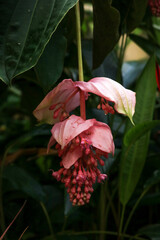 pink flower in the rain