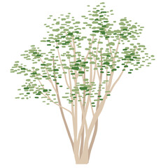 庭木にぴったりの木 繊細な樹影のアオダモのベクターイラスト 