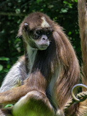 Spider monkey