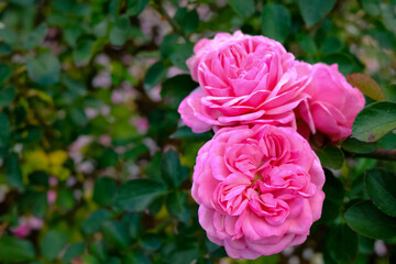 Beautiful close up pink roses, rosa gertrude jekyll, growth in garden at Hamamatsu Flower Park, Japan with blurred background