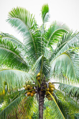 Obraz premium coconut leaves for background, Fresh Cocoanut Palm.