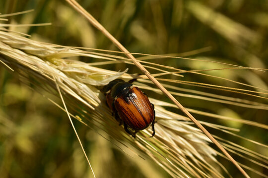 A grain beetle sits on an ear of wheat.