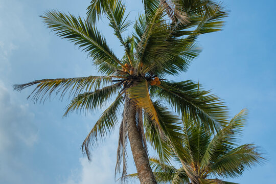 coconut palm tree in the skyes