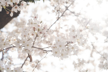 ソメイヨシノの桜の花が満開 春のお花見スポット 日本九州福岡県久留米市