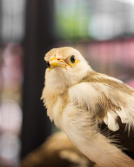 Portraits of Bird in The zoo