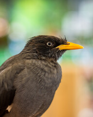 Portraits of Bird in The zoo