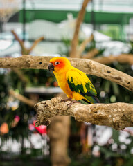 Beauty Yellow Parrot