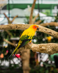 Beauty Yellow Parrot