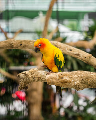Beauty Yellow Parrot