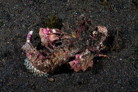 Scorpionfish - Bearded Stinger - Inimicus didactylus. Underwater nigh life of Tulamben, Bali, Indonesia.