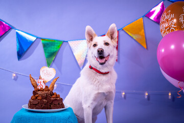 Dog's birthday, balloons, flags, cake. Festive atmosphere. - 482999430