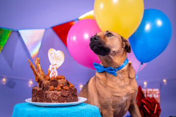 Dog's birthday, balloons, flags, cake. Festive atmosphere. - 482999604