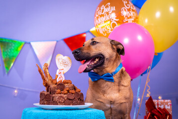 Dog's birthday, balloons, flags, cake. Festive atmosphere. - 482999668