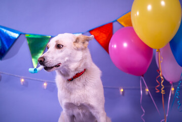 Dog's birthday, balloons, flags, cake. Festive atmosphere. - 482999807