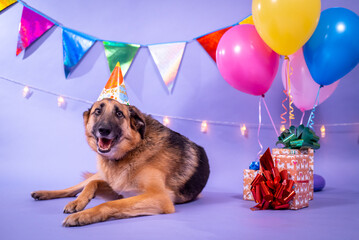 Dog's birthday, balloons, flags, cake. Festive atmosphere. - 482999845