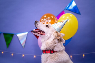 Dog's birthday, balloons, flags, cake. Festive atmosphere. - 483000012