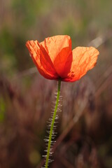 The poppy flower waited for the sun's rays