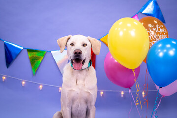 Dog's birthday, balloons, flags, cake. Festive atmosphere. - 483000059