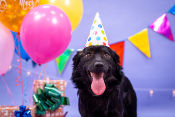 Dog's birthday, balloons, flags, cake. Festive atmosphere. - 483000241