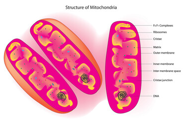 mitochondria structure and function (produces energy, known as ATP, for the cell through a series of chemical reactions) - obrazy, fototapety, plakaty