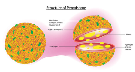 peroxysome, Peroxisome anatomy (globular organelles in eukaryotic cells)