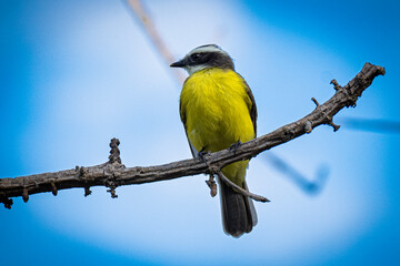 yellow backed shrike
