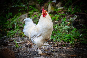 white rooster in the farm