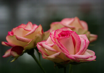pink roses